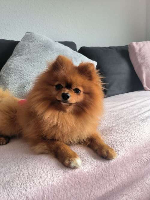 Hundeauslaufgebiet-MiLopa Hundebetreuung-Bild