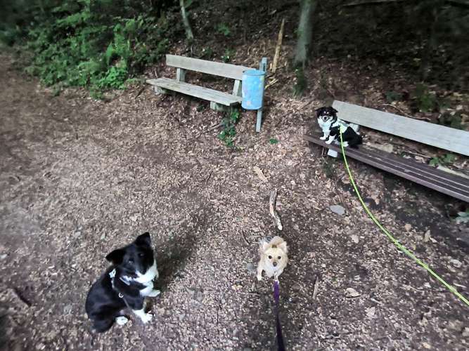 Hundeauslaufgebiet-MiLopa Hundebetreuung-Bild