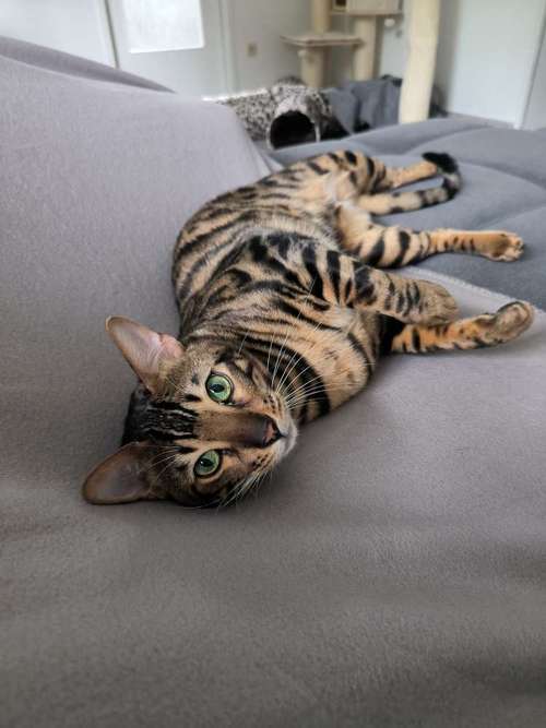 Hundeauslaufgebiet-MiLopa Hundebetreuung-Bild