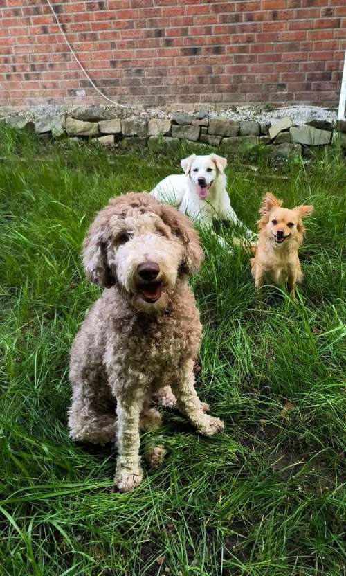 Hundeauslaufgebiet-MiLopa Hundebetreuung-Bild