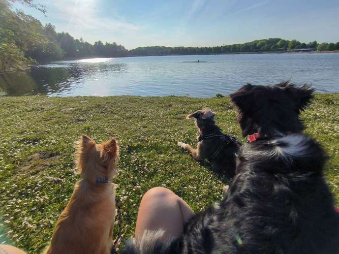 Hundeauslaufgebiet-MiLopa Hundebetreuung-Bild