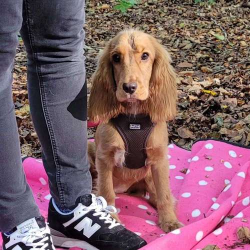 Hundeauslaufgebiet-Hundeschule Franziska Schreck -Bild