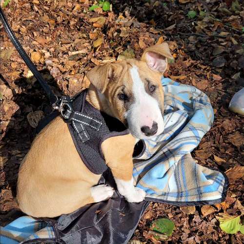 Hundeauslaufgebiet-Hundeschule Franziska Schreck -Bild