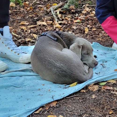 Hundeauslaufgebiet-Hundeschule Franziska Schreck -Bild