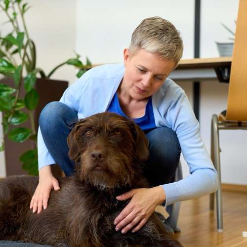 Hundeauslaufgebiet-Soulway e.U.-Bild