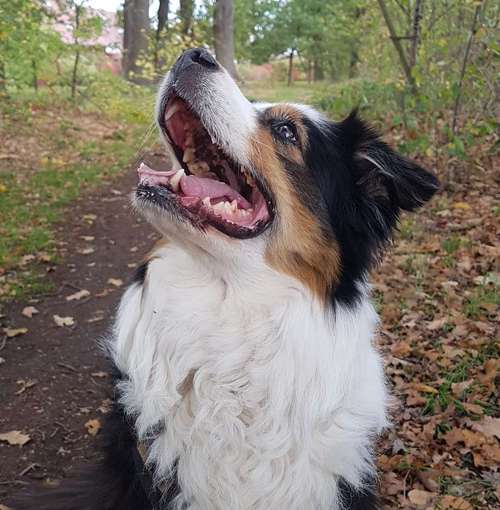 Hundeauslaufgebiet-GoodDogs Hundeshop-Bild