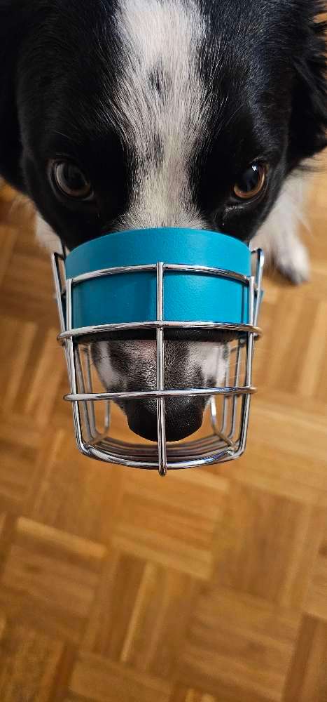 Hundeauslaufgebiet-Canis Cura - Maulkorbberatung und individuelle Anpassung-Bild