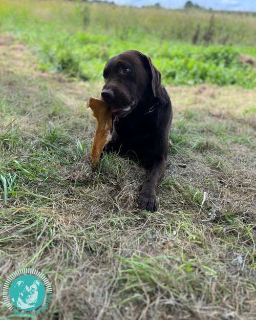 Hundeauslaufgebiet-Kay's-Futterbutze-Bild