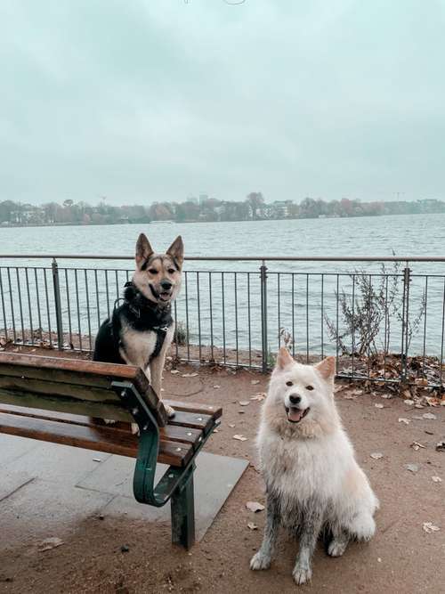 Hundeauslaufgebiet-Stay Pawsitive-Bild