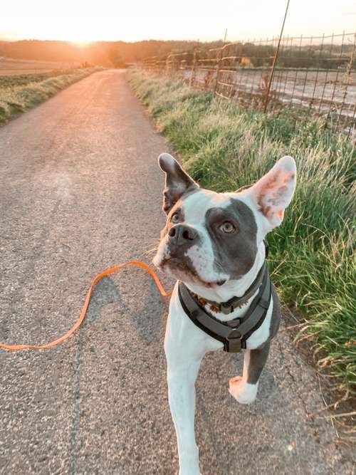 Hundeauslaufgebiet-Stay Pawsitive-Bild