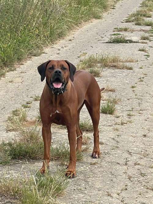 Hundeauslaufgebiet-HVT Carmen Steiner-Bild