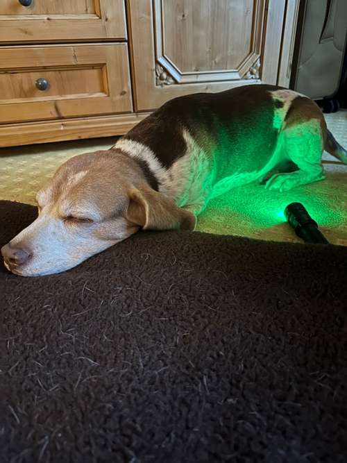 Hundeauslaufgebiet-Bettina Bumb Gesund auf 6 Pfoten-Bild