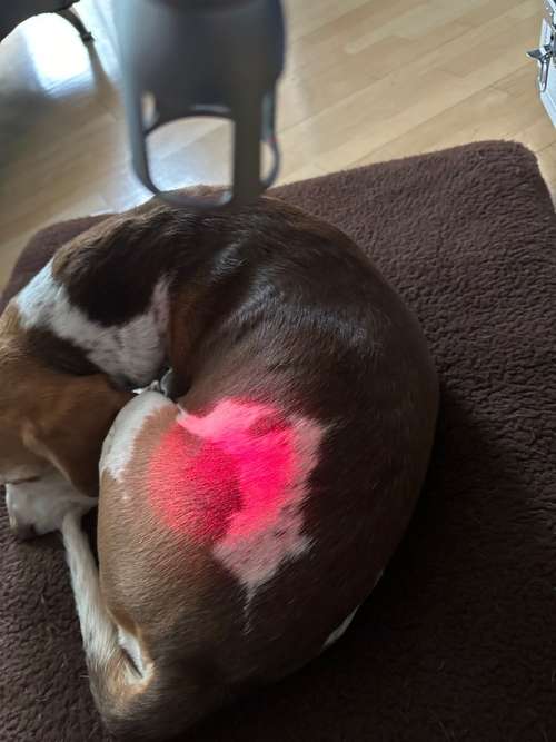 Hundeauslaufgebiet-Bettina Bumb Gesund auf 6 Pfoten-Bild