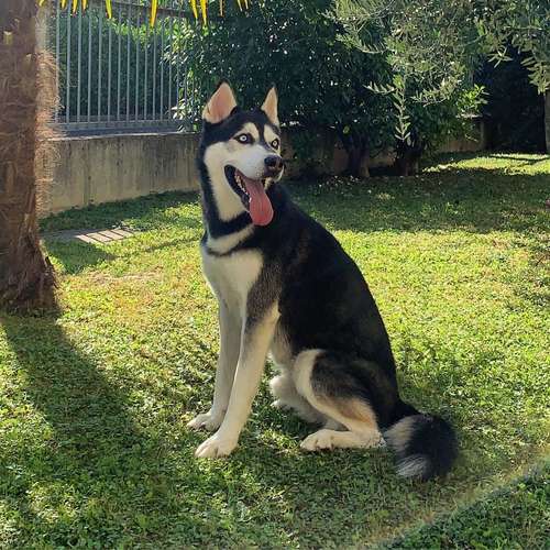 Hundeauslaufgebiet-VorsorgeDude-Bild