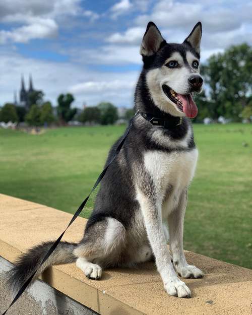 Hundeauslaufgebiet-VorsorgeDude-Bild