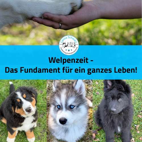 Hundeauslaufgebiet-Carina Schwarz Hundetraining & Verhaltensberatung-Bild