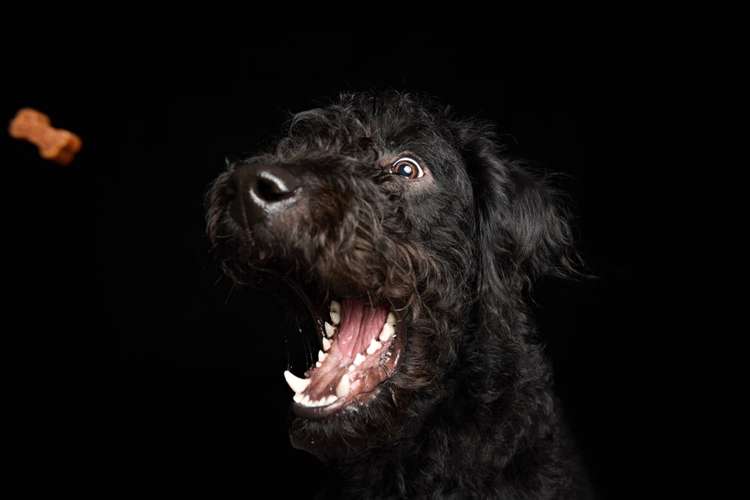 Hundeauslaufgebiet-Scherf Tierfotografie-Bild