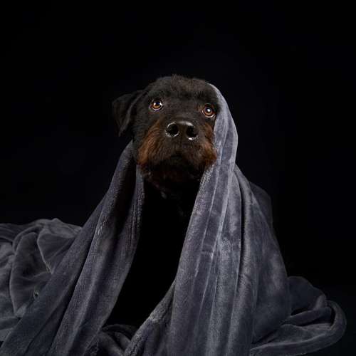 Hundeauslaufgebiet-Scherf Tierfotografie-Bild