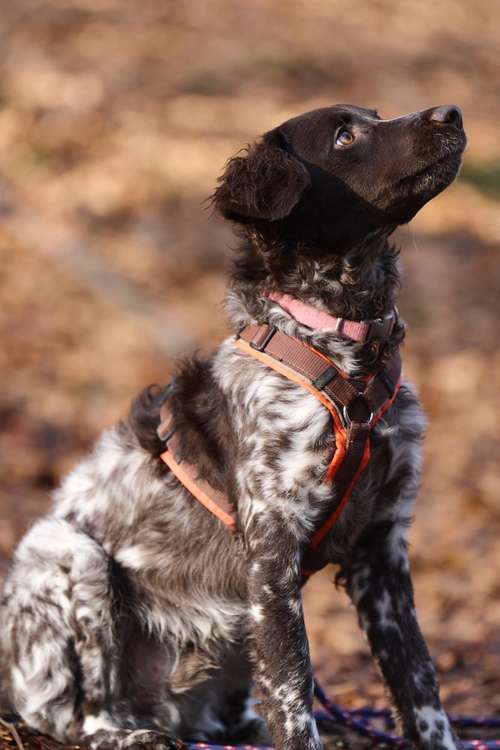 Hundeauslaufgebiet-Scherf Tierfotografie-Bild