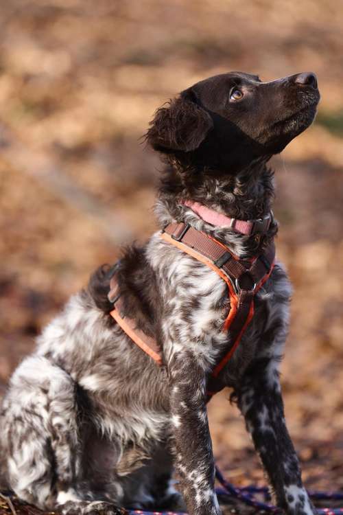 Hundeauslaufgebiet-Scherf | Fotografie & Video-Bild