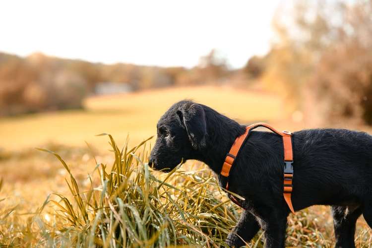 Hundeauslaufgebiet-Scherf Tierfotografie-Bild