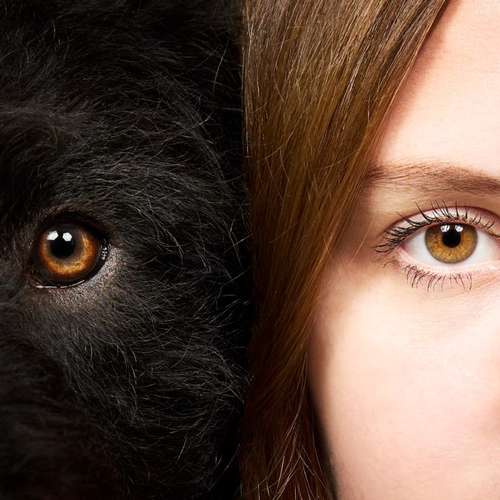 Hundeauslaufgebiet-Scherf Tierfotografie-Bild