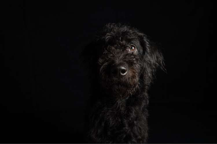 Hundeauslaufgebiet-Scherf Tierfotografie-Bild