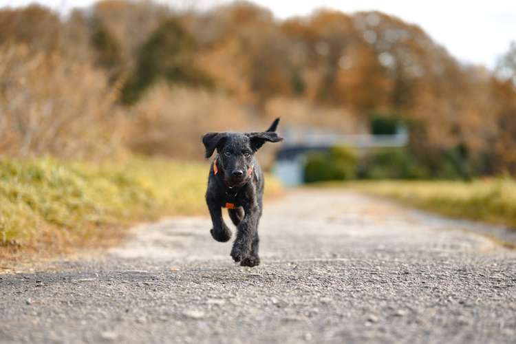 Hundeauslaufgebiet-Scherf Tierfotografie-Bild