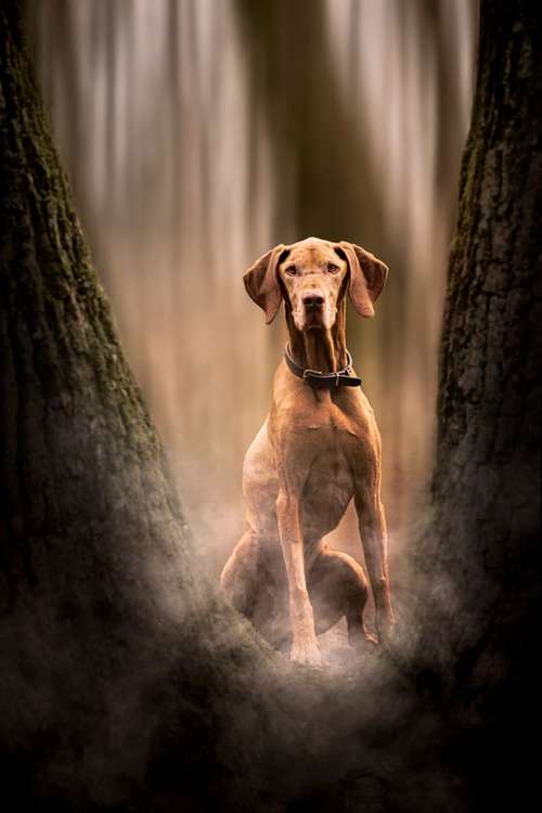 Hundeauslaufgebiet-Scherf Tierfotografie-Bild