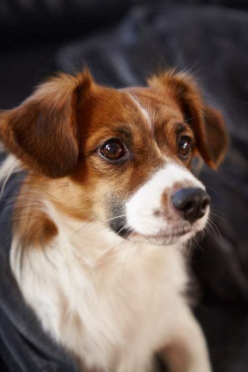 Hundeauslaufgebiet-Scherf Tierfotografie-Bild