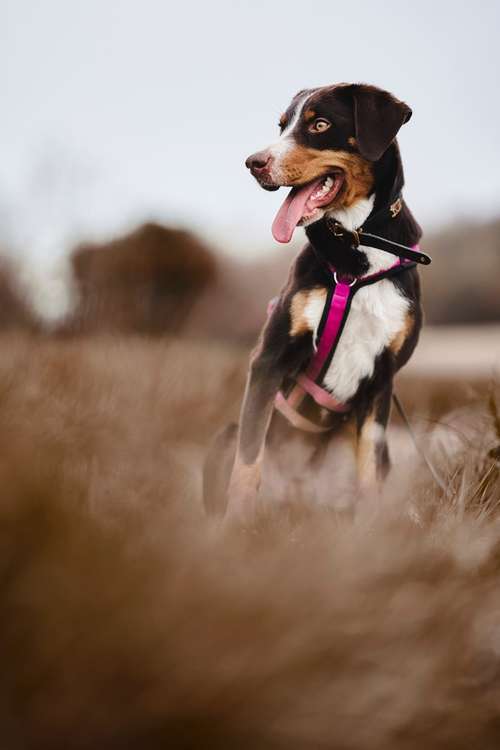 Hundeauslaufgebiet-Scherf Tierfotografie-Bild