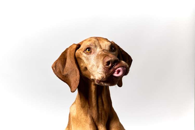 Hundeauslaufgebiet-Scherf Tierfotografie-Bild