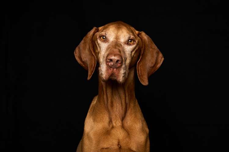 Hundeauslaufgebiet-Scherf Tierfotografie-Bild
