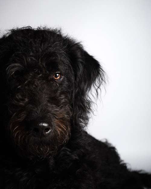Hundeauslaufgebiet-Scherf Tierfotografie-Bild