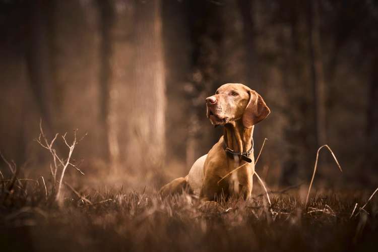 Hundeauslaufgebiet-Scherf Tierfotografie-Bild
