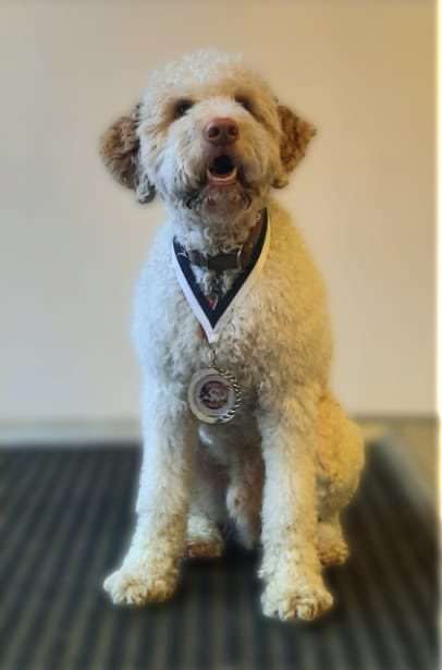 Hundeauslaufgebiet-Hundeschule dog aktiv Frank Sander-Bild