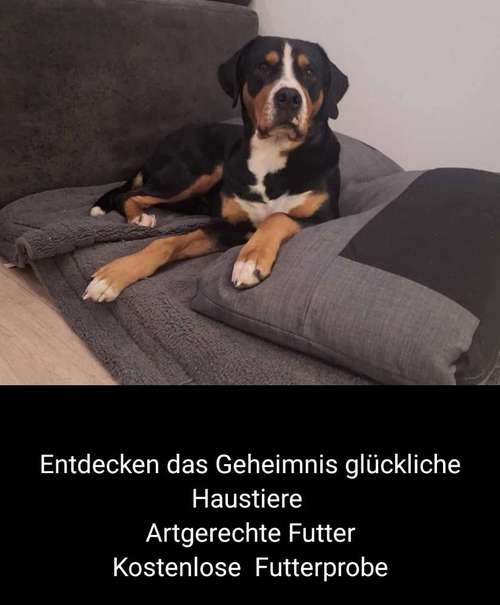 Hundeauslaufgebiet-Entdecken das Geheimnis glückliche Haustiere-Bild