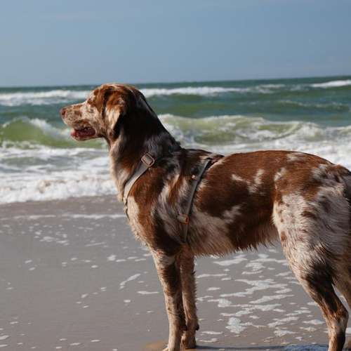 Hundeauslaufgebiet-Dode & Dogs-Bild