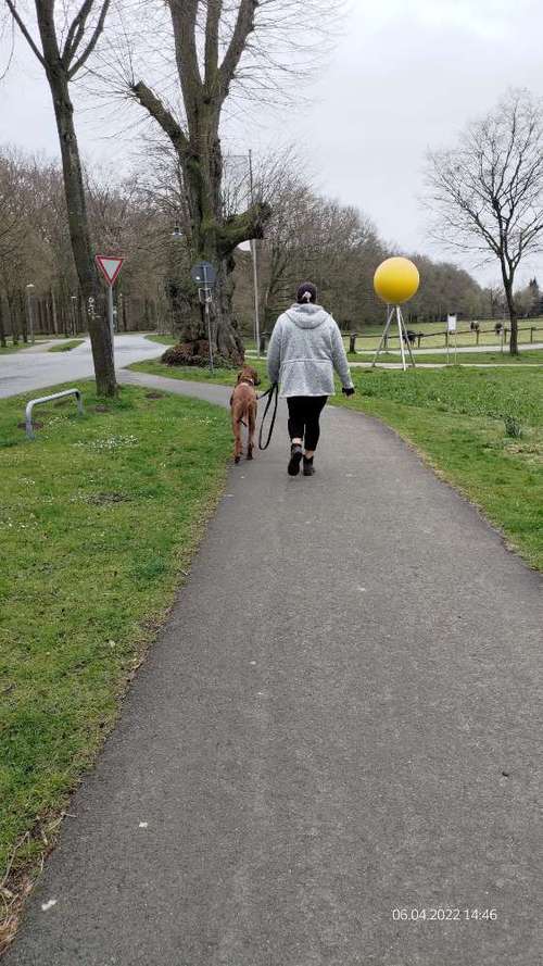 Hundeauslaufgebiet-Mobile DogCoaching-Bild