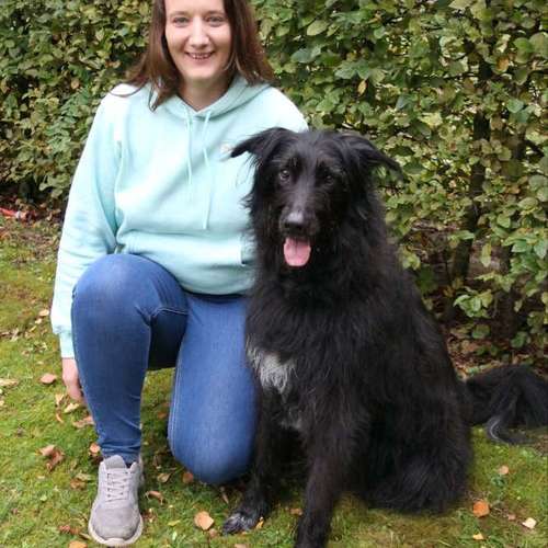 Hundeauslaufgebiet-Pfote im Gleichgewicht-Bild