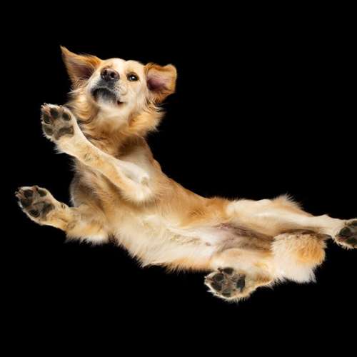 Hundeauslaufgebiet-Scherf Tierfotografie-Bild