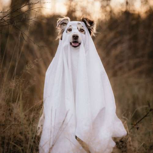 Hundeauslaufgebiet-Scherf Tierfotografie-Bild