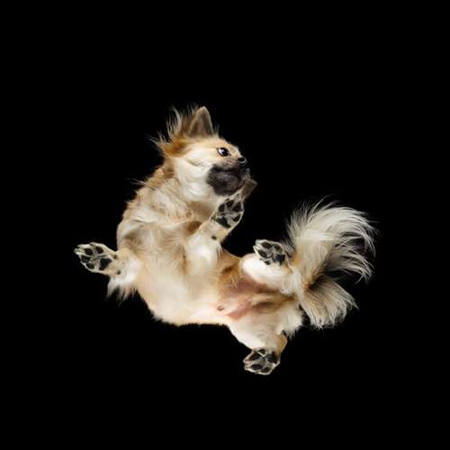 Hundeauslaufgebiet-Scherf Tierfotografie-Bild