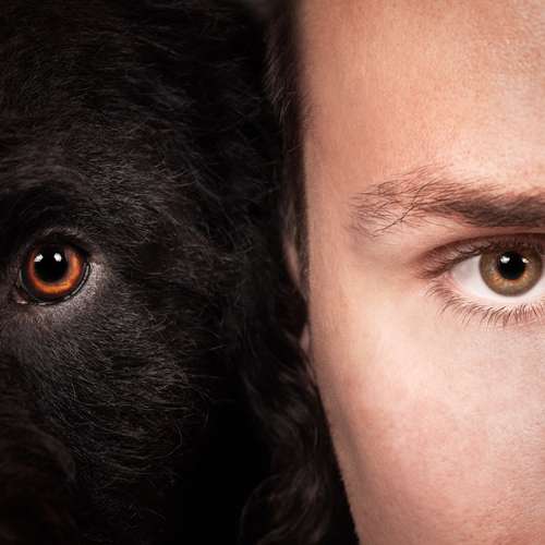 Hundeauslaufgebiet-Scherf Tierfotografie-Bild