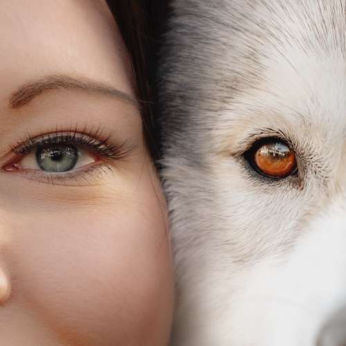 Hundeauslaufgebiet-Scherf Tierfotografie-Bild