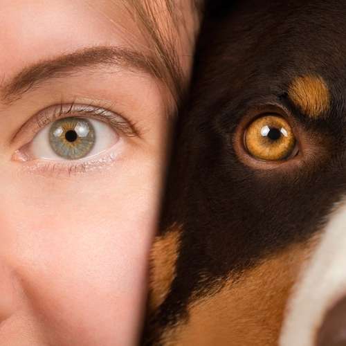 Hundeauslaufgebiet-Scherf Tierfotografie-Bild