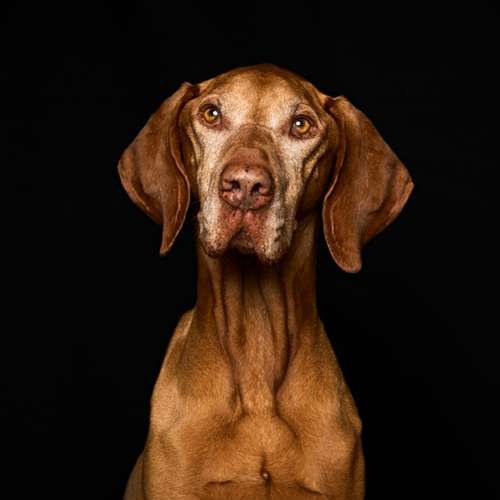 Hundeauslaufgebiet-Scherf Tierfotografie-Bild