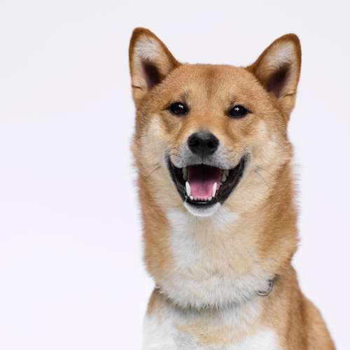 Hundeauslaufgebiet-Scherf Tierfotografie-Bild