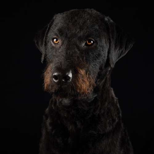 Hundeauslaufgebiet-Scherf Tierfotografie-Bild