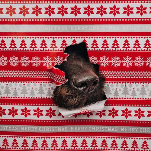 Hundeauslaufgebiet-Scherf Tierfotografie-Bild